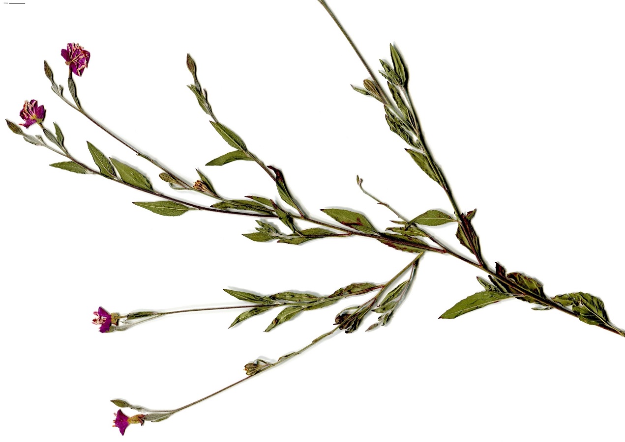 Oenothera rosea (Onagraceae)